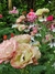 Geum chiloense "Mrs. J. Bradshaw" - tienda online