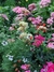 Geum chiloense "Mrs. J. Bradshaw"