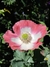 Papaver somniferum mix - comprar online