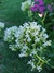 Centranthus ruber alba "Nube de nieve" - comprar online