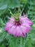 Nigella damascena 'Miss Jekyll'