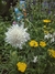 Scabiosa Atropurpúrea Alba - comprar online