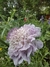 Scabiosa Atropurpúrea 'Oxford Blue' - tienda online