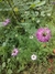 Imagen de Nigella damascena 'Miss Jekyll'