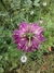 Nigella damascena 'Miss Jekyll'