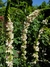 Verbascum Chiaxii albus - comprar online