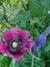 Papaver somniferum mix en internet
