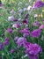 Scabiosa Atropurpúrea "Burgundy Beau" - Junto a las Rosas
