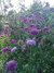 Imagen de Scabiosa atropurpurea mix (todos los colores)