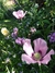 Papaver somniferum mix - Junto a las Rosas