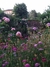 Scabiosa Atropurpúrea "Burgundy Beau" en internet