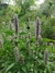 Agastache foeniculum en internet