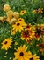 Rudbeckia amplexicaulis en internet