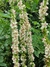 Verbascum Chiaxii albus - tienda online