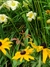 Rudbeckia amplexicaulis - comprar online