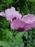 Papaver somniferum mix