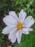 Cosmos bipinnatus mix