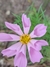 Cosmos bipinnatus mix - comprar online