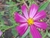 Cosmos bipinnatus mix en internet