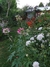 Cleome hassleriana “White Queen” en internet