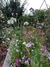 Agapanthus africanus "Getty White" - Junto a las Rosas