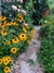 Rudbeckia amplexicaulis - tienda online