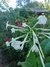 Nicotiana x sylvestris en internet