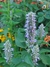 Agastache foeniculum - Junto a las Rosas