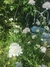 Scabiosa Atropurpúrea Alba - Junto a las Rosas