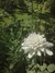 Scabiosa Atropurpúrea Alba - tienda online