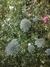 Imagen de Scabiosa Atropurpúrea Alba