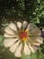 Zinnia elegans Mix - comprar online