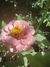 Zinnia elegans Mix