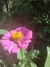 Zinnia elegans Mix en internet