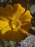 Zinnia elegans Mix - tienda online