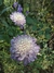 Imagen de Scabiosa Atropurpúrea 'Oxford Blue'