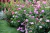 Curso "El Cultivo de la Rosa" - INDIVIDUAL - tienda online