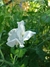 Lathyrus odoratus, 'Wild Swan' (Arvejilla Blanca)
