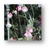 Lathyrus odoratus, Painted Lady (Arvejilla) (20 semillas grandes) en internet