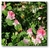 Lathyrus odoratus, Painted Lady (Arvejilla) (20 semillas grandes) - comprar online