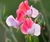 Lathyrus odoratus, Painted Lady (Arvejilla) (20 semillas grandes)