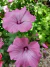 Combo "Cottage Flowers", El Jardín de Cabaña - comprar online