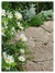 Leucanthemun maximun - comprar online