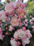 Curso "El Cultivo de la Rosa" - INDIVIDUAL - comprar online