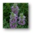 Monarda citriodora - comprar online