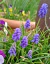 Muscari Armeniacum (25 semillas) - comprar online