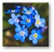 Myosotis avensis