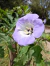 Nicandra physalodes - comprar online