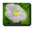 Nicandra physalodes en internet