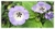 Nicandra physalodes - Junto a las Rosas